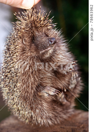 The hedgehog, a large and wild mammal went hunting. The hedgehog, a large and wild mammal went hunting. 78663962