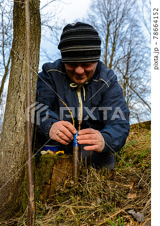 A gardener's woman clogs a cut-off part of the grafted tree to prevent rotting at this place in close-up. 78664152