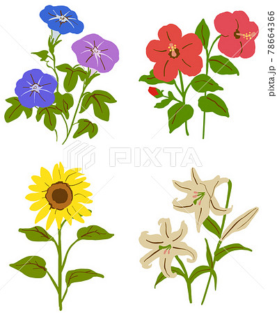 夏の花 イラストセット 4種のイラスト素材