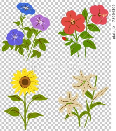 夏の花 イラストセット 4種 夏の花 イラストセット 4種 78664366