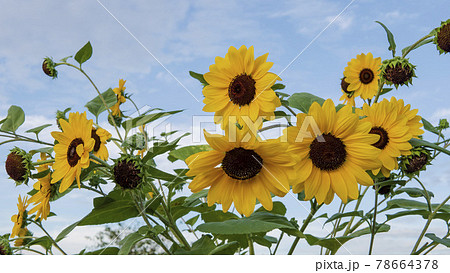 水色の空にヒメヒマワリの花/キク科ヒマワリ属 水色の空にヒメヒマワリの花/キク科ヒマワリ属 78664378