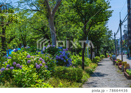 東京の都市風景 梅雨の晴れ間の隅田公園のアジサイ 東京の都市風景 梅雨の晴れ間の隅田公園のアジサイ 78664436