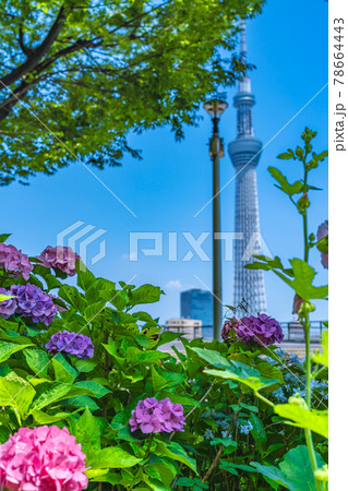 東京の都市風景 梅雨の晴れ間の隅田公園のアジサイ 東京の都市風景 梅雨の晴れ間の隅田公園のアジサイ 78664443