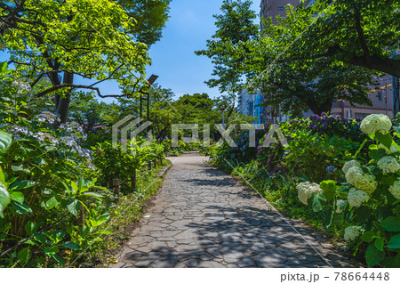 東京の都市風景 梅雨の晴れ間の隅田公園のアジサイ 78664448