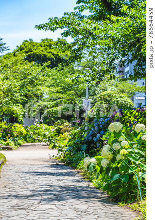 東京の都市風景 梅雨の晴れ間の隅田公園のアジサイ 東京の都市風景 梅雨の晴れ間の隅田公園のアジサイ 78664459