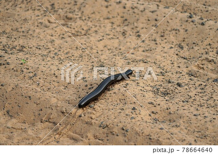 野生のアフリカオオヤスデ 野生のアフリカオオヤスデ 78664640