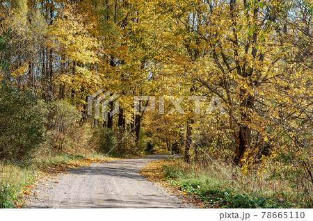 Autumn Forest. The sun's rays through the trees. A walk through the autumn forest. 78665110