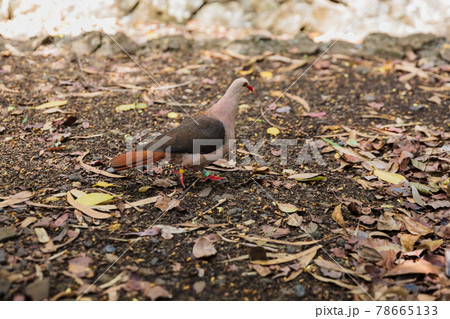 Pink pigeon in Black river park on Mauritius island Pink pigeon in Black river park on Mauritius island 78665133