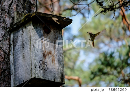The bird common redstart, Phoenicurus phoenicurus flies inside its bird cage, birdhouse in the forest. Defocused 78665269