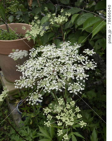 トウキの花　当帰　花 78666040