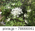 トウキの花 当帰 花 トウキの花 当帰 花 78666041