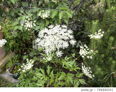 トウキの花　当帰　花 78666041