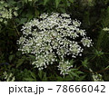 トウキの花 当帰 花 トウキの花 当帰 花 78666042