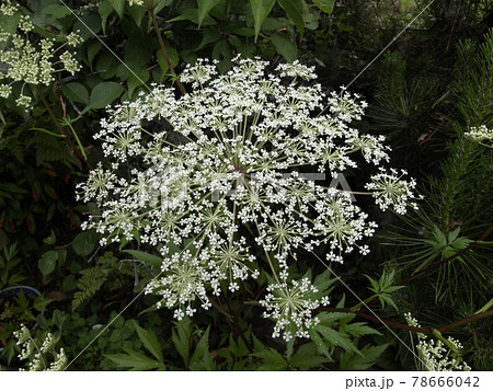 トウキの花　当帰　花 78666042
