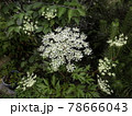 トウキの花 当帰 花 トウキの花 当帰 花 78666043