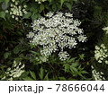 トウキの花 当帰 花 トウキの花 当帰 花 78666044