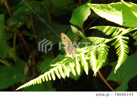 ヒメウラナミジャノメ 78666145