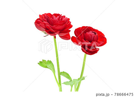 【ラナンキュラス】 (深度合成) 78666475