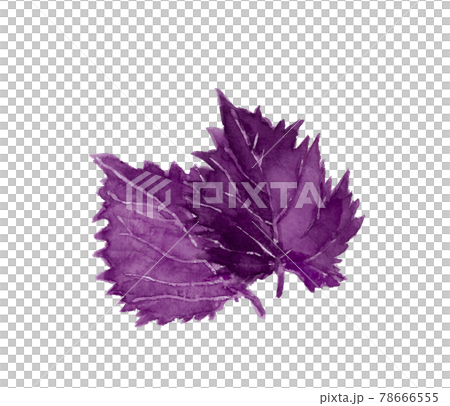 Two red perilla leaves [Watercolor] Material Large leaf White background PNG With copy space 78666555