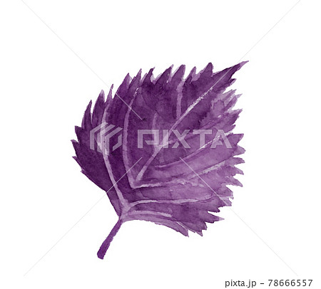 一枚の赤シソの葉 【水彩】素材 大葉 白バック PNG コピースペースあり 78666557