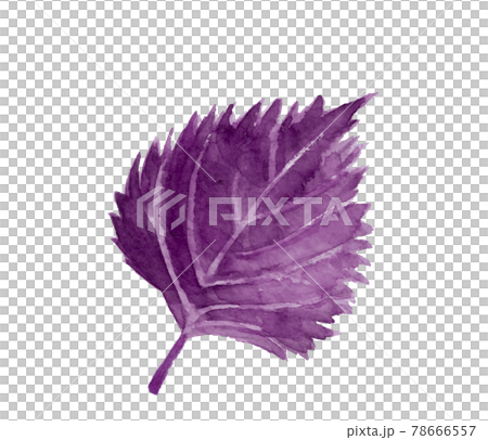 一片紅紫蘇葉【水彩】材質大葉白色背景PNG帶複製空間 78666557