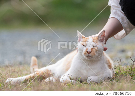 猫と一緒 茶白猫の写真素材