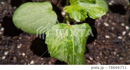 エカキムシ（ハモグリバエ）の被害を受けたオクラの本葉 78666751