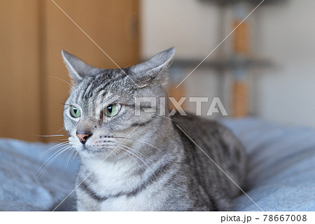 イカ耳なネコ サバトラ猫 イカ耳なネコ サバトラ猫 78667008