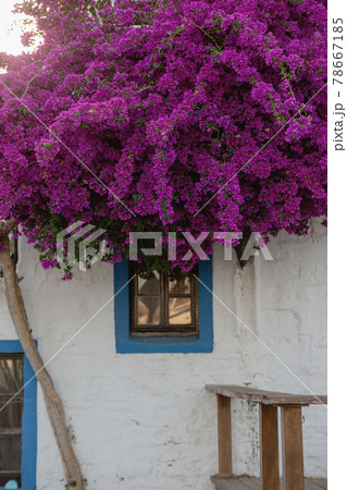 A white building with blue window frames in the Greek style and a beautiful blooming purple tree. A white building with blue window frames in the Greek style and a beautiful blooming purple tree. 78667185