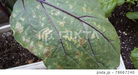 ナスの葉の褐斑病 ナスの葉の褐斑病 78667240
