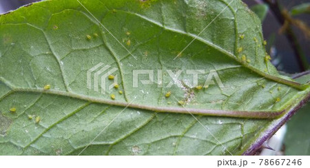 なすびの葉の裏に繁殖したアブラムシたちの写真素材