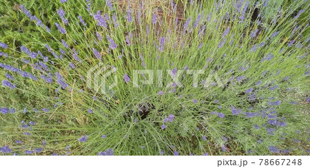 満開に広がるイングリッシュラベンダー 78667248
