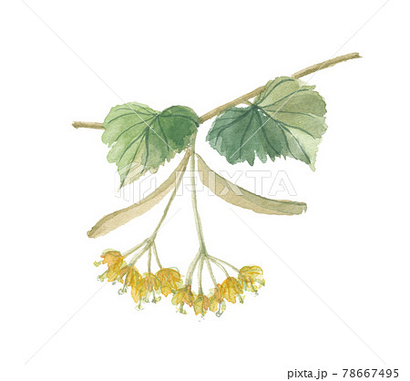 リンデンブロッサム　菩提樹の花 78667495