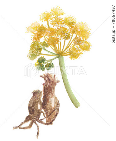 ガルバナム 花と根 ガルバナム 花と根 78667497
