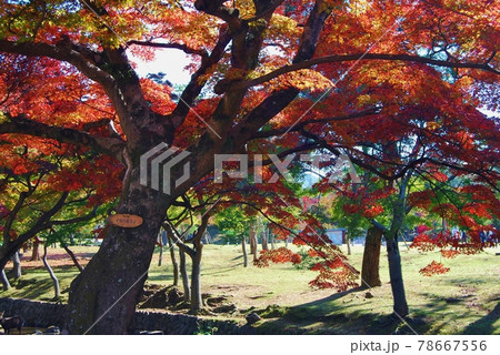 奈良公園の吉城川沿いの紅葉風景 奈良公園の吉城川沿いの紅葉風景 78667556