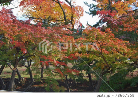 奈良公園の吉城川沿いの紅葉風景 奈良公園の吉城川沿いの紅葉風景 78667559