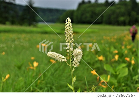 尾瀬の湿原の咲くコバイケイソウ 78667567