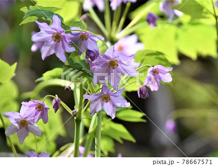 尾瀬の幻の花 トガクシショウマの写真素材