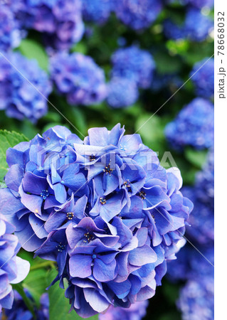 青い紫陽花 アジサイ の写真素材