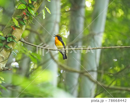 木の枝にとまって囀る美しい夏鳥キビタキ 78668442