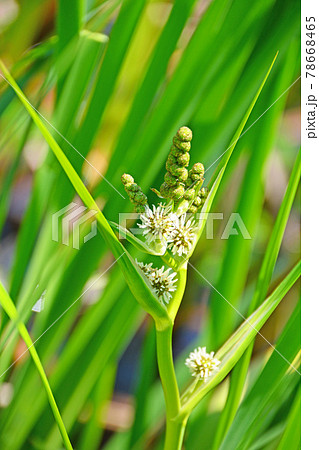 多年生抽水植物球状花序がつくミクリの写真素材