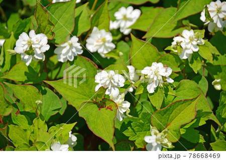 群生する多年草の八重咲きドクダミの写真素材