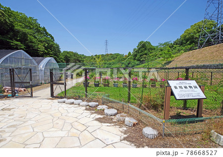 山口県山陽小野田市の江汐公園薬用植物園 78668527