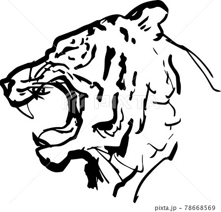 虎の横顔のイラストのイラスト素材