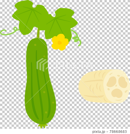 ヘチマの実とタワシ ヘチマの実とタワシ 78668683