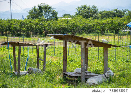 山羊がいる農村の風景 78668897