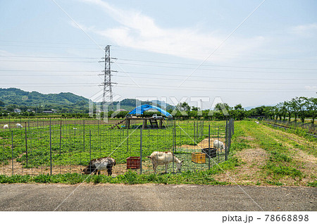 山羊がいる農村の風景 78668898