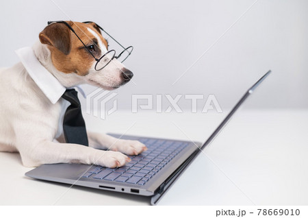 Smart dog jack russell terrier in a tie and glasses sits at a laptop on a white background. 78669010