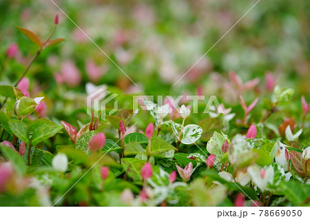 カラフルで可愛いハツユキカズラ16 カラフルで可愛いハツユキカズラ16 78669050
