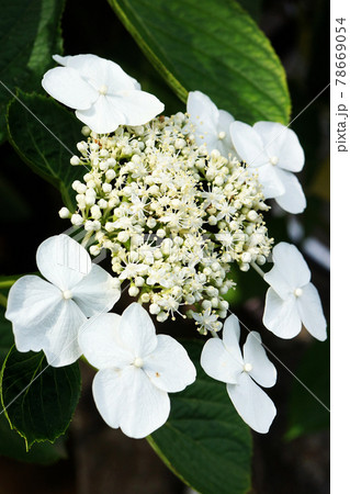 白い額咲き紫陽花(アジサイ) 白い額咲き紫陽花(アジサイ) 78669054